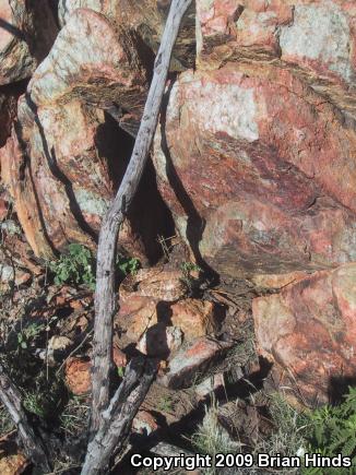 Red Diamond Rattlesnake (Crotalus ruber)