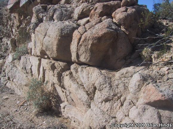 Common Chuckwalla (Sauromalus ater)