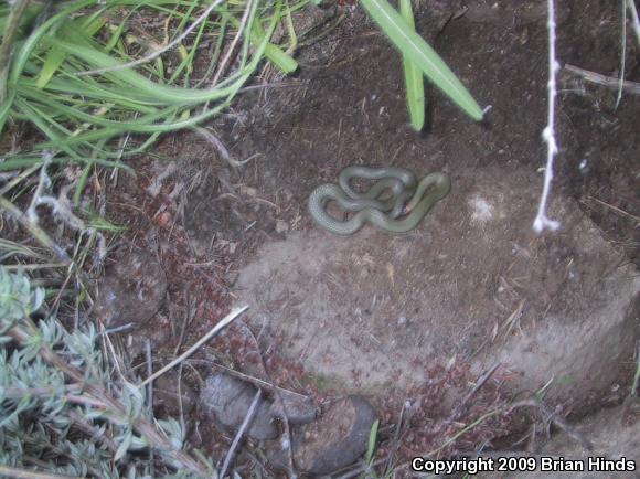 San Bernardino Ring-necked Snake (Diadophis punctatus modestus)