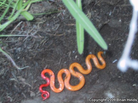 San Bernardino Ring-necked Snake (Diadophis punctatus modestus)