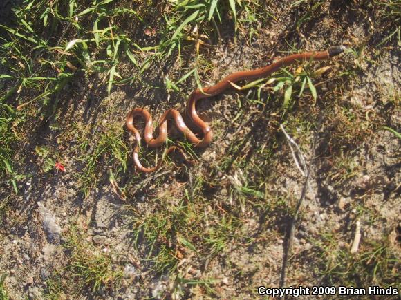 Western Black-headed Snake (Tantilla planiceps)