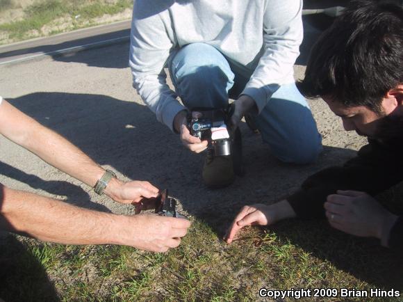 Western Black-headed Snake (Tantilla planiceps)