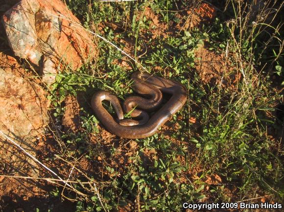 Coastal Rosy Boa (Lichanura trivirgata roseofusca)