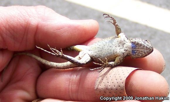 Great Basin Fence Lizard (Sceloporus occidentalis longipes)