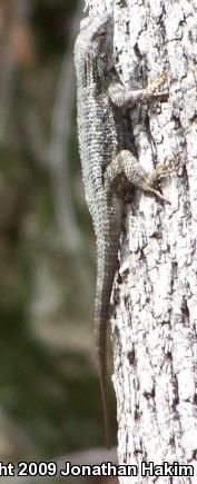 Great Basin Fence Lizard (Sceloporus occidentalis longipes)