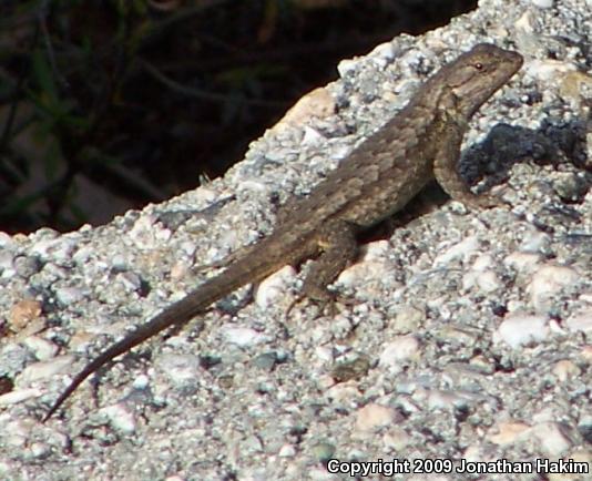 Great Basin Fence Lizard (Sceloporus occidentalis longipes)