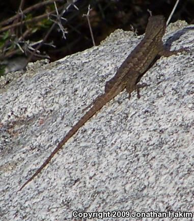 Great Basin Fence Lizard (Sceloporus occidentalis longipes)