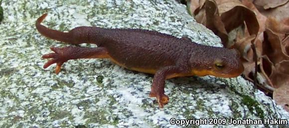 Coast Range Newt (Taricha torosa torosa)