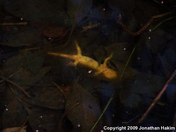 Coast Range Newt (Taricha torosa torosa)