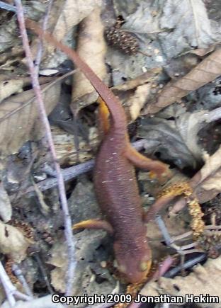 Coast Range Newt (Taricha torosa torosa)