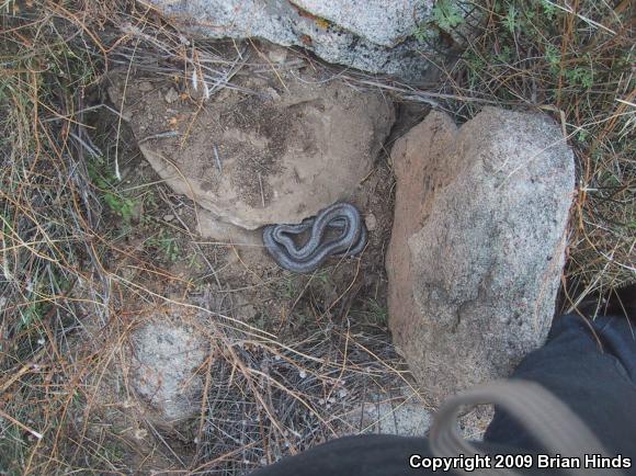 Coastal Rosy Boa (Lichanura trivirgata roseofusca)