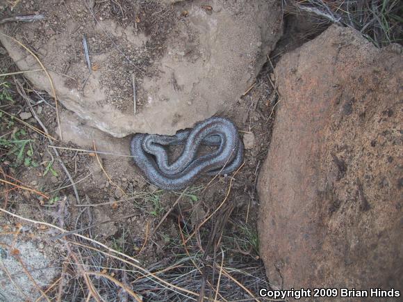 Coastal Rosy Boa (Lichanura trivirgata roseofusca)