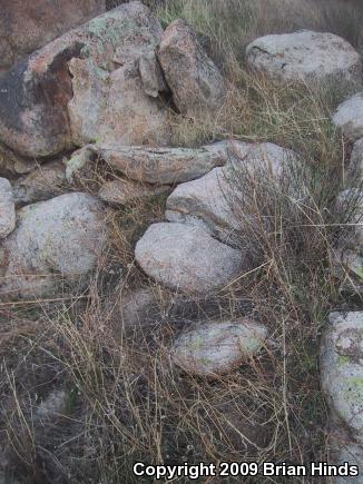 Coastal Rosy Boa (Lichanura trivirgata roseofusca)