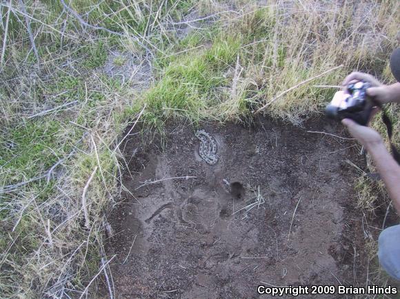 Western Long-nosed Snake (Rhinocheilus lecontei)