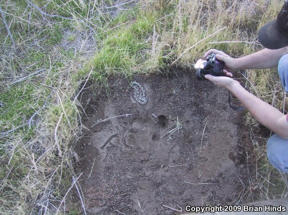 Western Long-nosed Snake (Rhinocheilus lecontei)