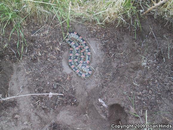 Western Long-nosed Snake (Rhinocheilus lecontei)