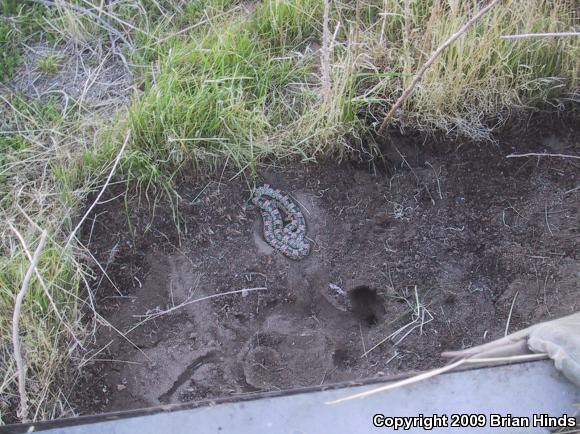 Western Long-nosed Snake (Rhinocheilus lecontei)