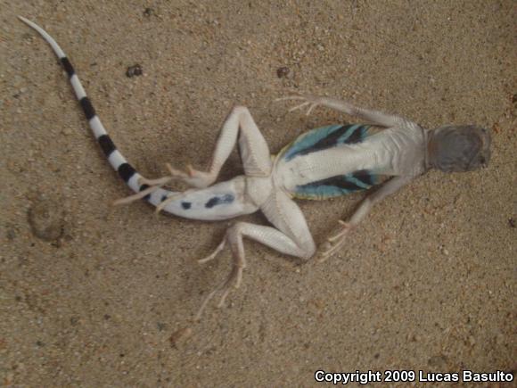 Western Zebra-tailed Lizard (Callisaurus draconoides rhodostictus)