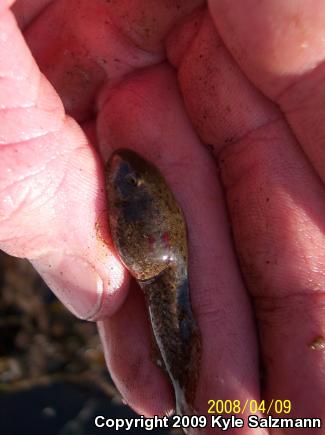 American Bullfrog (Lithobates catesbeianus)