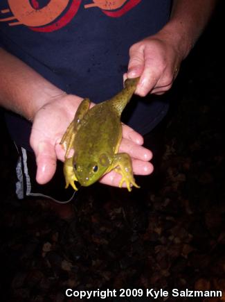 American Bullfrog (Lithobates catesbeianus)