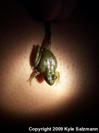 Blanchard's Cricket Frog (Acris crepitans blanchardi)