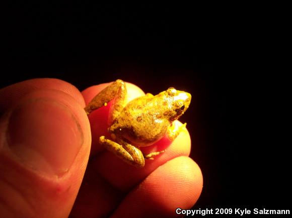 Blanchard's Cricket Frog (Acris crepitans blanchardi)