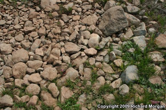 Two-striped Gartersnake (Thamnophis hammondii)