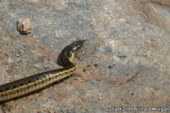 Two-striped Gartersnake (Thamnophis hammondii)