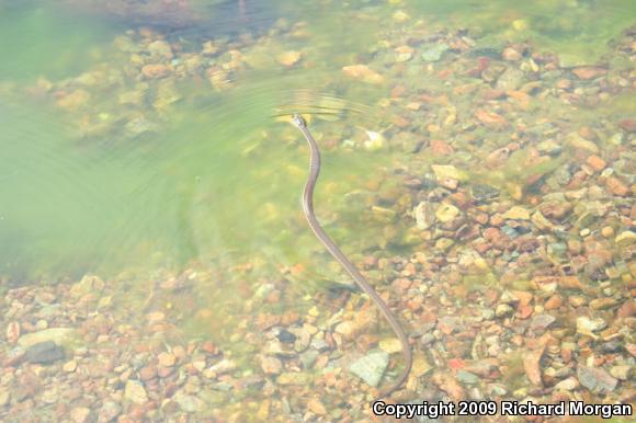 Two-striped Gartersnake (Thamnophis hammondii)