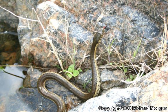 Two-striped Gartersnake (Thamnophis hammondii)