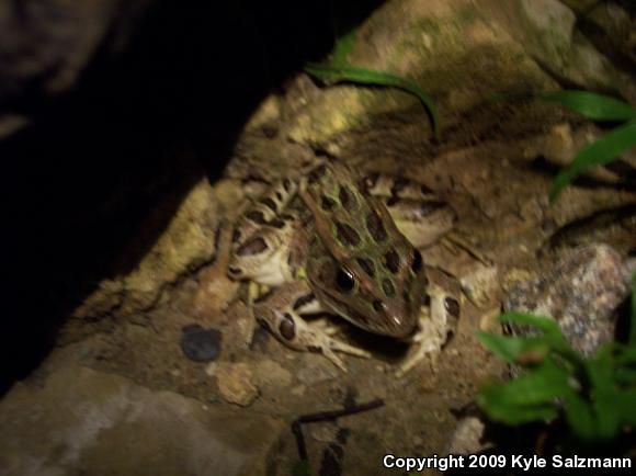 Northern Leopard Frog (Lithobates pipiens)