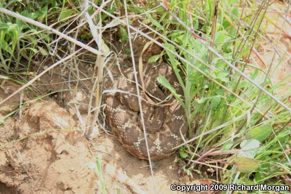 Red Diamond Rattlesnake (Crotalus ruber ruber)