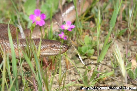 Coastal Rosy Boa (Lichanura trivirgata roseofusca)