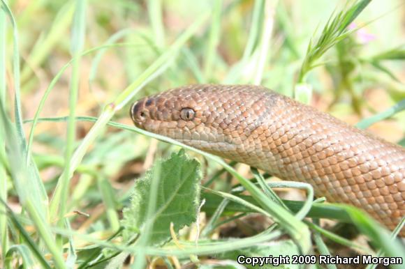 Coastal Rosy Boa (Lichanura trivirgata roseofusca)