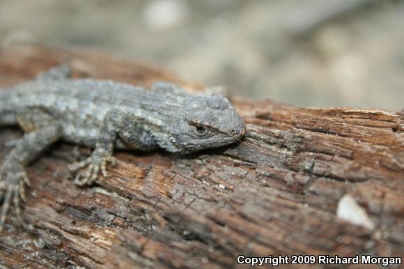 Great Basin Fence Lizard (Sceloporus occidentalis longipes)