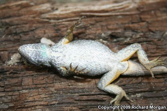 Great Basin Fence Lizard (Sceloporus occidentalis longipes)