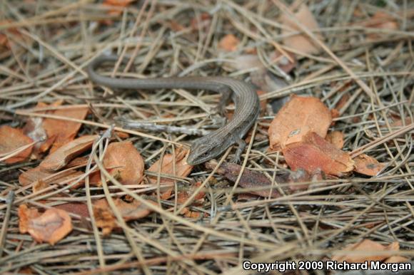 San Diego Alligator Lizard (Elgaria multicarinata webbii)