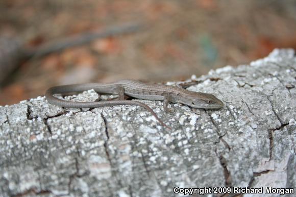 San Diego Alligator Lizard (Elgaria multicarinata webbii)