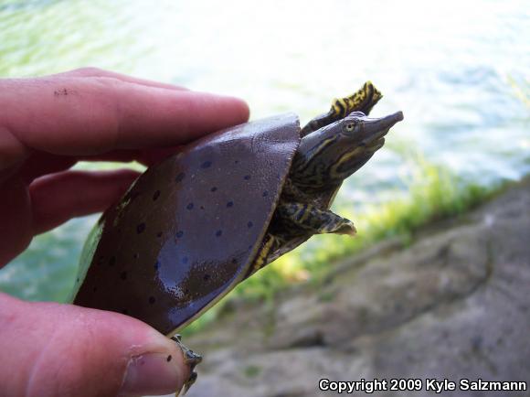 Spiny Softshell (Apalone spinifera)