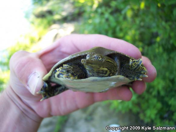 Spiny Softshell (Apalone spinifera)