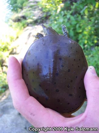 Spiny Softshell (Apalone spinifera)