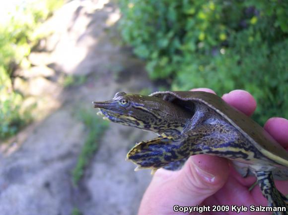 Spiny Softshell (Apalone spinifera)