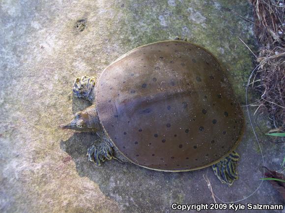 Spiny Softshell (Apalone spinifera)