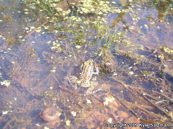 Northern Leopard Frog (Lithobates pipiens)