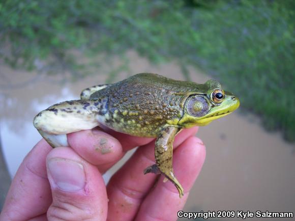 Northern Green Frog (Lithobates clamitans melanota)