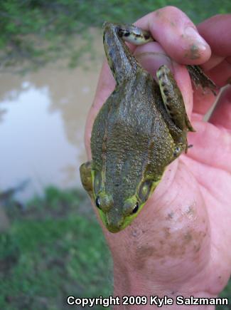 Northern Green Frog (Lithobates clamitans melanota)