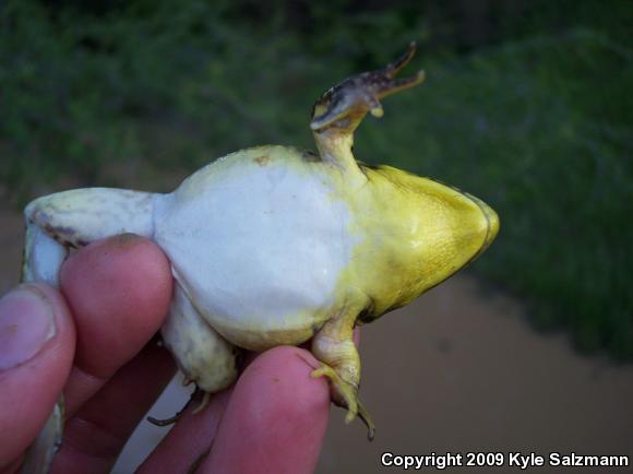 Northern Green Frog (Lithobates clamitans melanota)