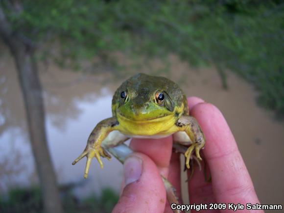 Northern Green Frog (Lithobates clamitans melanota)