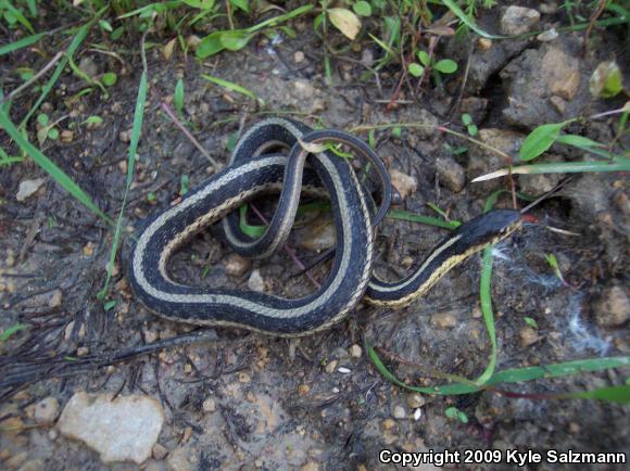 Eastern Gartersnake (Thamnophis sirtalis sirtalis)