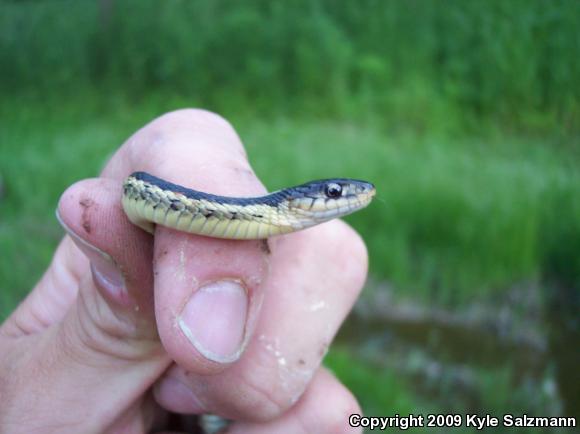 Eastern Gartersnake (Thamnophis sirtalis sirtalis)